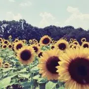 ひまわりの画像