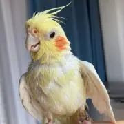 ミキの画像