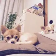 ナン