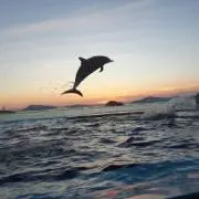 ゆゆここの画像