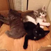 ねころく