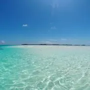 cocoの画像