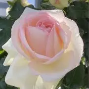 Gaka1210の画像