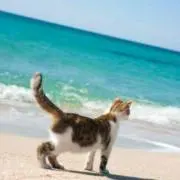 どっとの画像