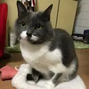 megu