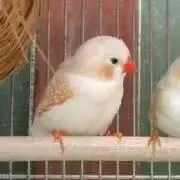 はるるりんの画像