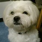 ペキプー