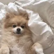 ミルキーの画像