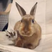 みったんの画像