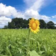 ebiの画像