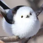せなの画像