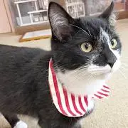 おともだちねこ