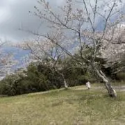 たまごやきの画像