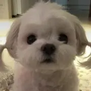 ななの画像