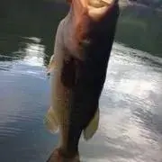 武