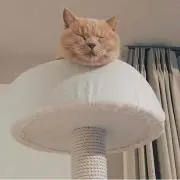 もちまる