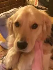 クゥ
