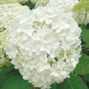 アナベルの画像