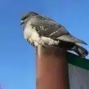 Birdの画像