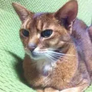 しずく