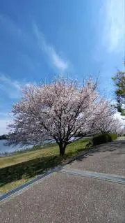 タマゴサンドの画像
