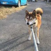 たかひ