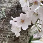 ゆいの画像