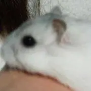 りんたろう