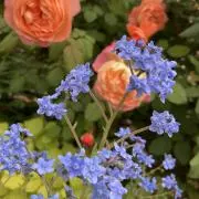 mimiの画像