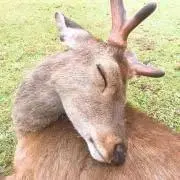 an蜜の画像