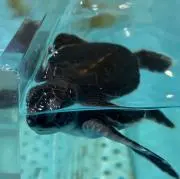 WAKA