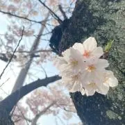 Qちゃん（プロフ確認後、即購入可)の画像
