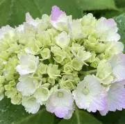 kokko36の画像