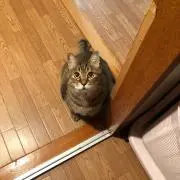 にゃーたま