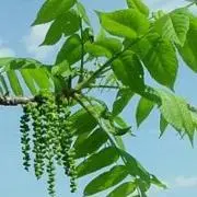 胡桃の画像