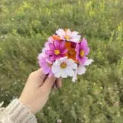 りんの画像