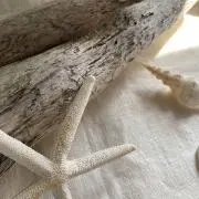 ニコの画像