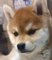 こしばの画像