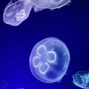 ぺぺぴぷぺっぽの画像