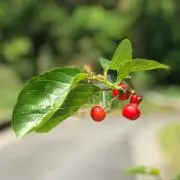 しゅんぴーの画像
