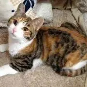ねね22の画像