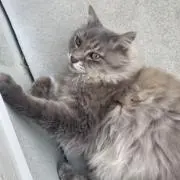 アイリの画像
