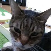 みえけすの画像