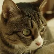 ^._.^の画像