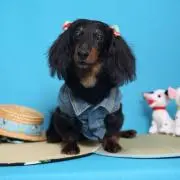 あんちゃ