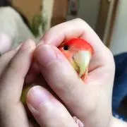 チェリー☆。.:＊・゜