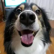あめあられ
