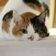 N.A