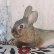 ゆきんこ( ´ ▽ ` )