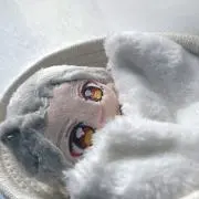 べにずわの画像